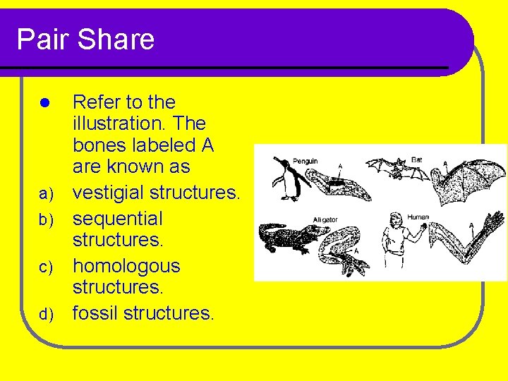 Pair Share Refer to the illustration. The bones labeled A are known as a)