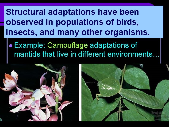 Structural adaptations have been observed in populations of birds, insects, and many other organisms.