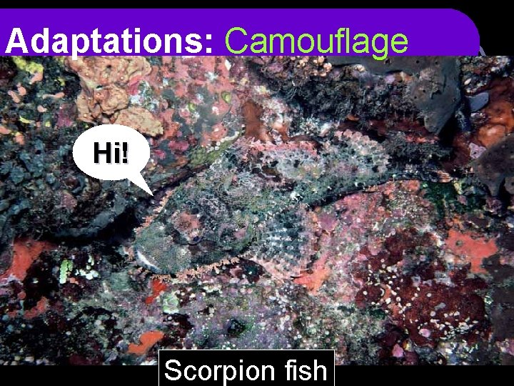 Adaptations: Camouflage Hi! Scorpion fish 