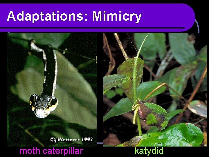 Adaptations: Mimicry moth caterpillar katydid 