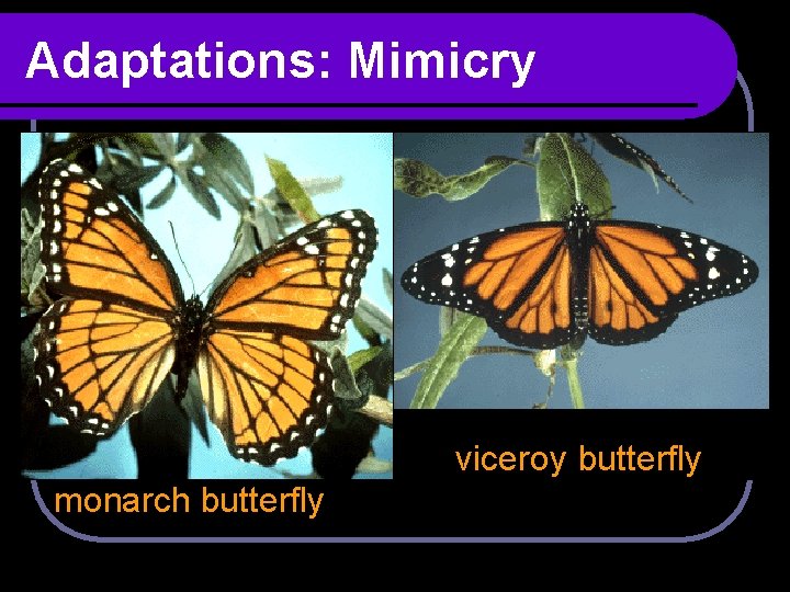 Adaptations: Mimicry viceroy butterfly monarch butterfly 