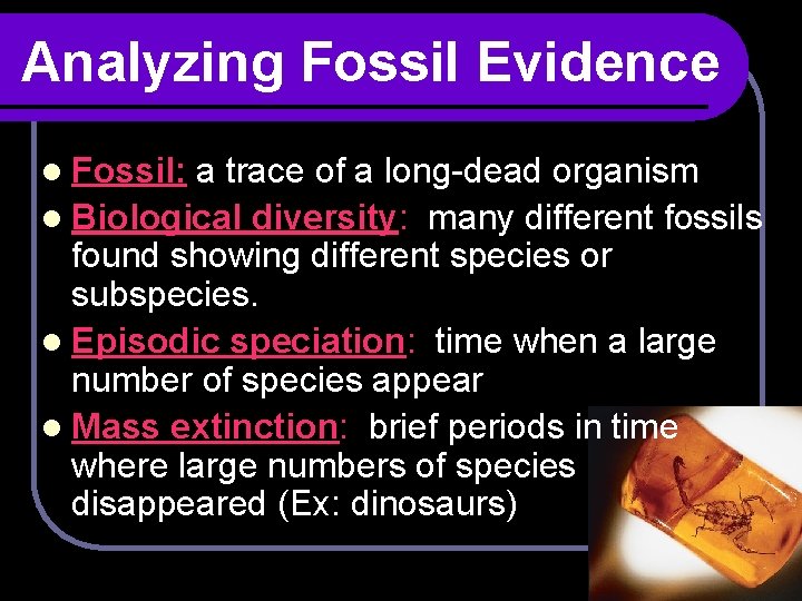 Analyzing Fossil Evidence l Fossil: a trace of a long-dead organism l Biological diversity: