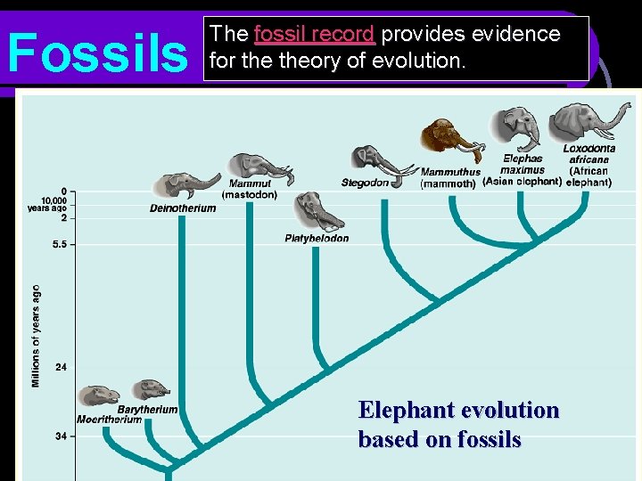 Fossils The fossil record provides evidence for theory of evolution. Elephant evolution based on