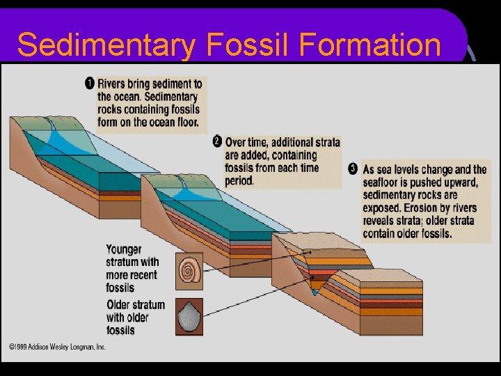 Sedimentary Fossil Formation 