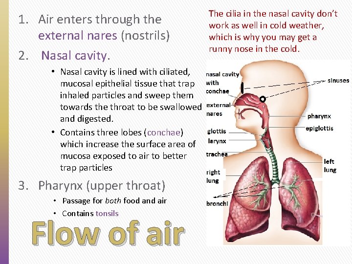 1. Air enters through the external nares (nostrils) 2. Nasal cavity. • Nasal cavity