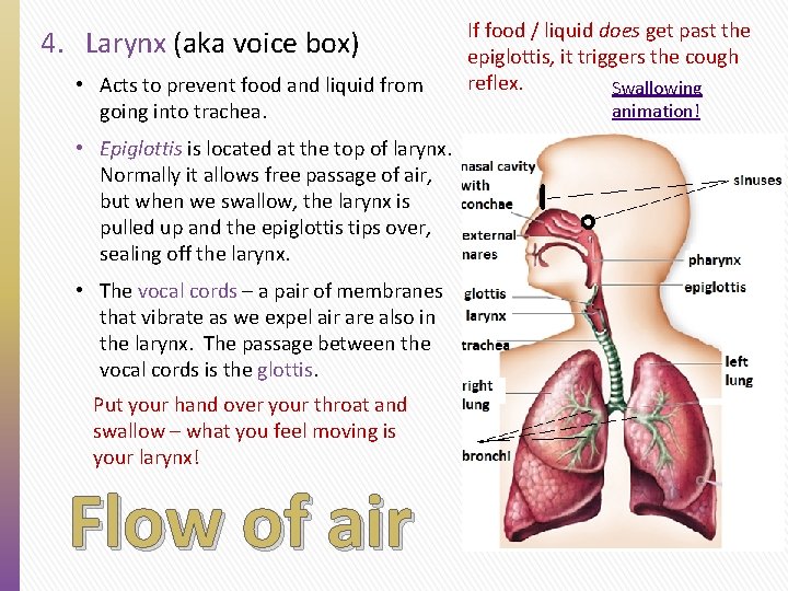 4. Larynx (aka voice box) • Acts to prevent food and liquid from going