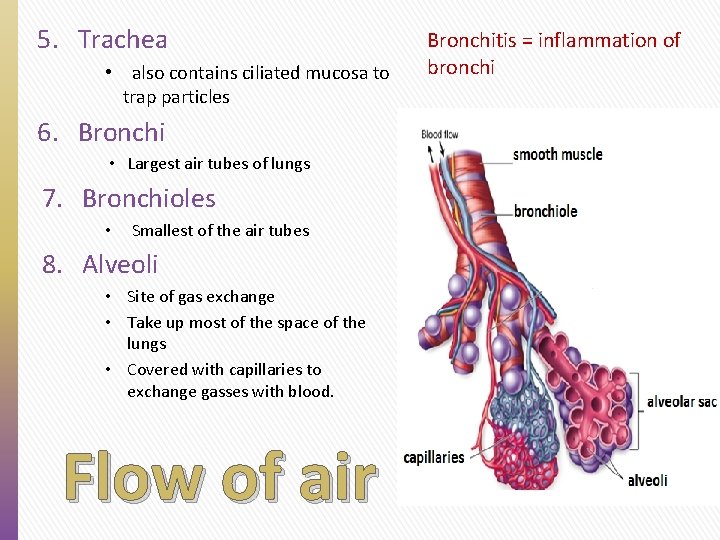 5. Trachea • also contains ciliated mucosa to trap particles 6. Bronchi • Largest