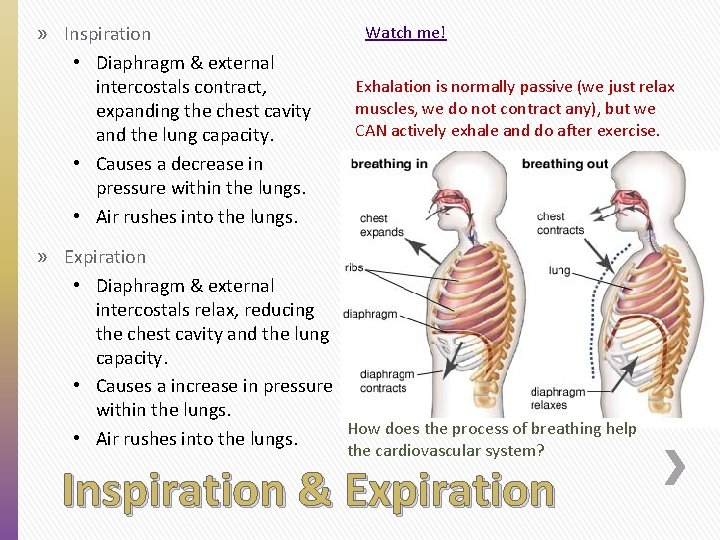 » Inspiration • Diaphragm & external intercostals contract, expanding the chest cavity and the