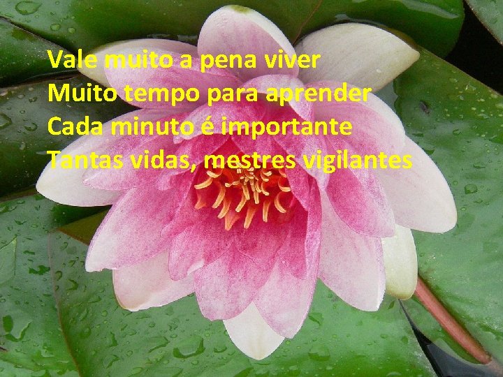 Vale muito a pena viver Muito tempo para aprender Cada minuto é importante Tantas