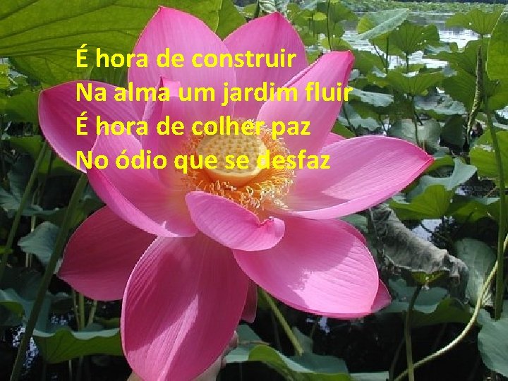 É hora de construir Na alma um jardim fluir É hora de colher paz