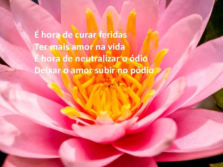 É hora de curar feridas Ter mais amor na vida É hora de neutralizar