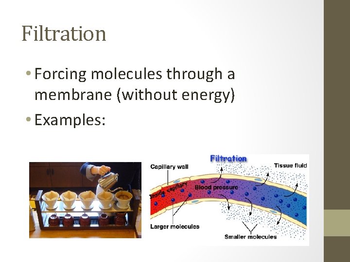 Filtration • Forcing molecules through a membrane (without energy) • Examples: 