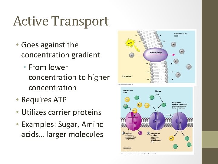 Active Transport • Goes against the concentration gradient • From lower concentration to higher