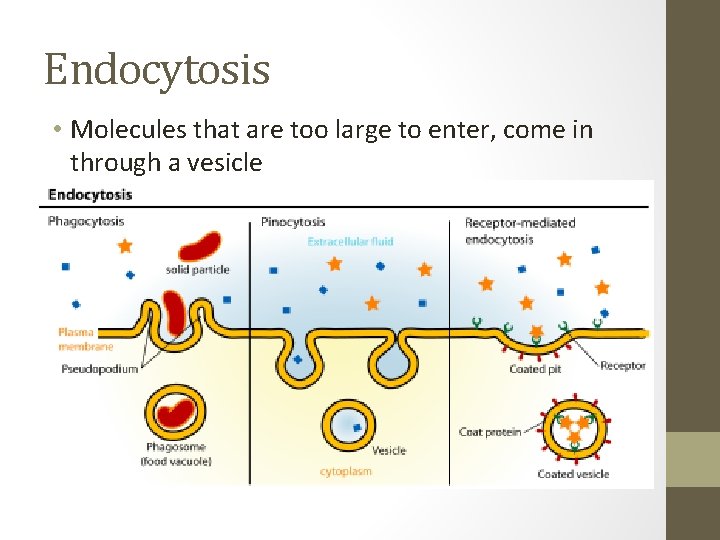 Endocytosis • Molecules that are too large to enter, come in through a vesicle