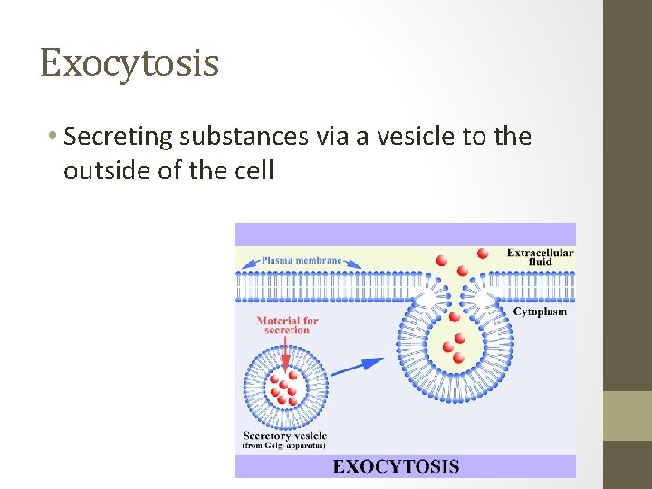 Exocytosis • Secreting substances via a vesicle to the outside of the cell 