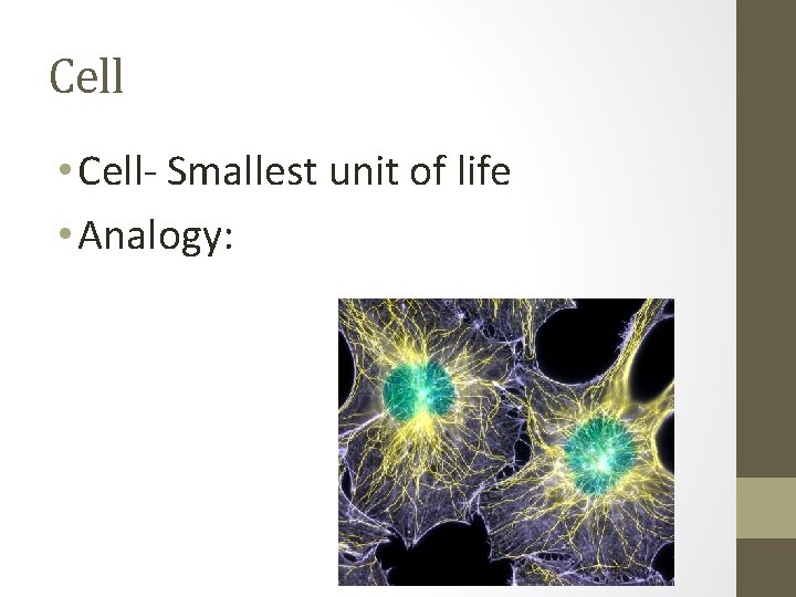 Cell • Cell- Smallest unit of life • Analogy: 