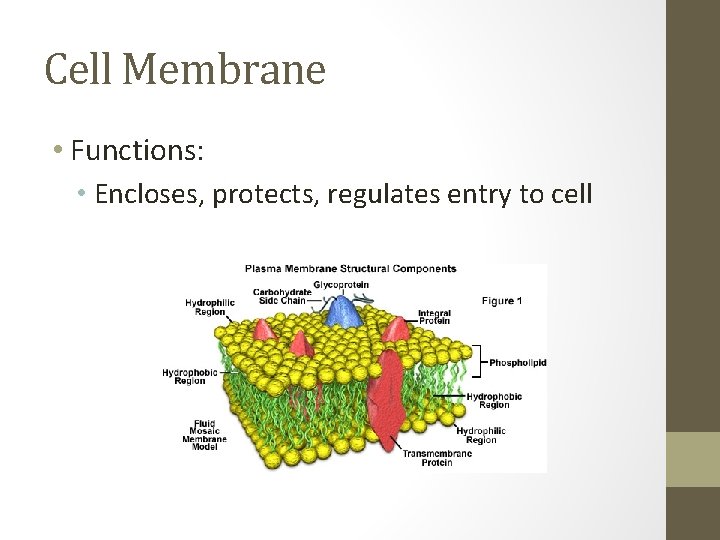 Cell Membrane • Functions: • Encloses, protects, regulates entry to cell 