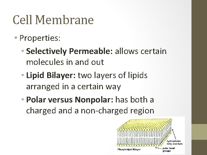 Cell Membrane • Properties: • Selectively Permeable: allows certain molecules in and out •