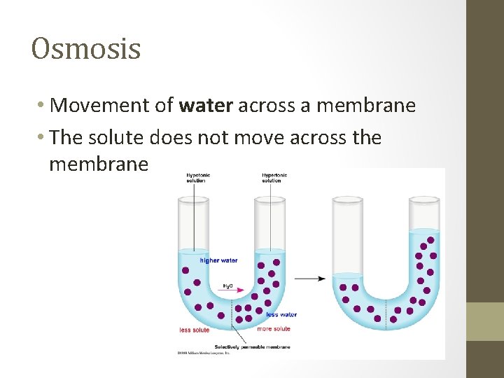 Osmosis • Movement of water across a membrane • The solute does not move