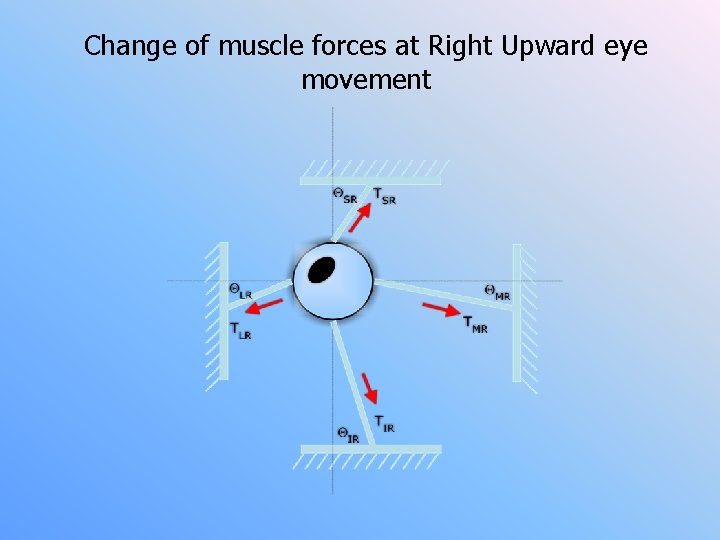 Change of muscle forces at Right Upward eye movement 