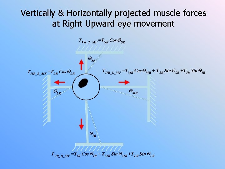 Vertically & Horizontally projected muscle forces at Right Upward eye movement 