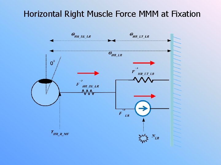 Horizontal Right Muscle Force MMM at Fixation 
