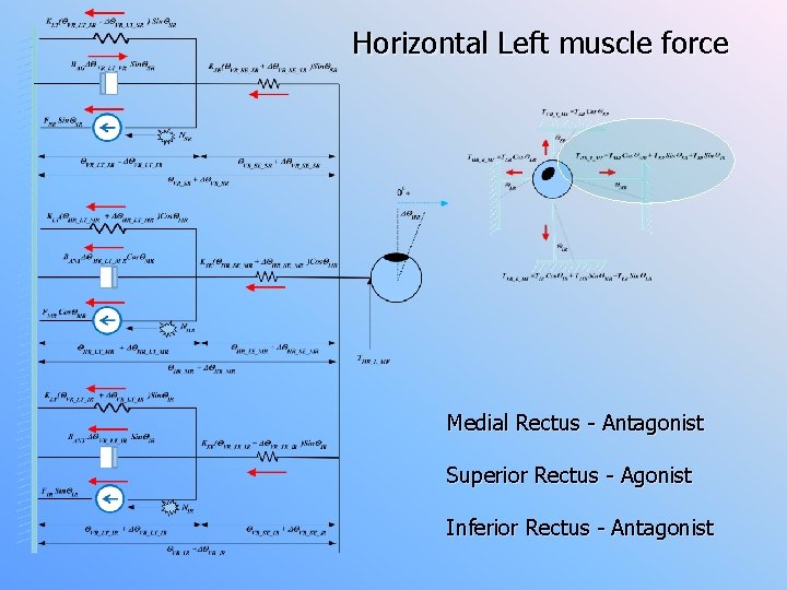 Horizontal Left muscle force Medial Rectus - Antagonist Superior Rectus - Agonist Inferior Rectus