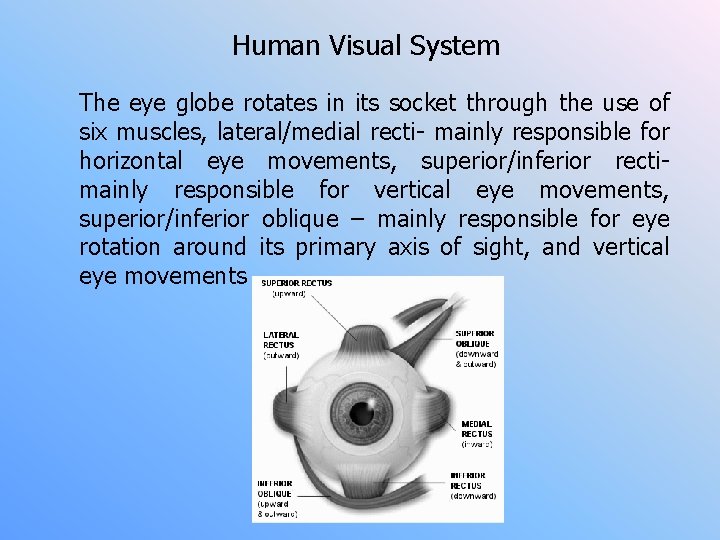 Human Visual System The eye globe rotates in its socket through the use of