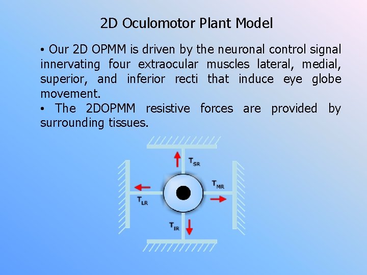 2 D Oculomotor Plant Model • Our 2 D OPMM is driven by the