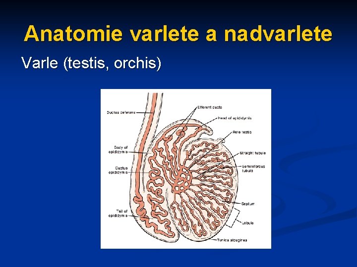 Anatomie varlete a nadvarlete Varle (testis, orchis) 