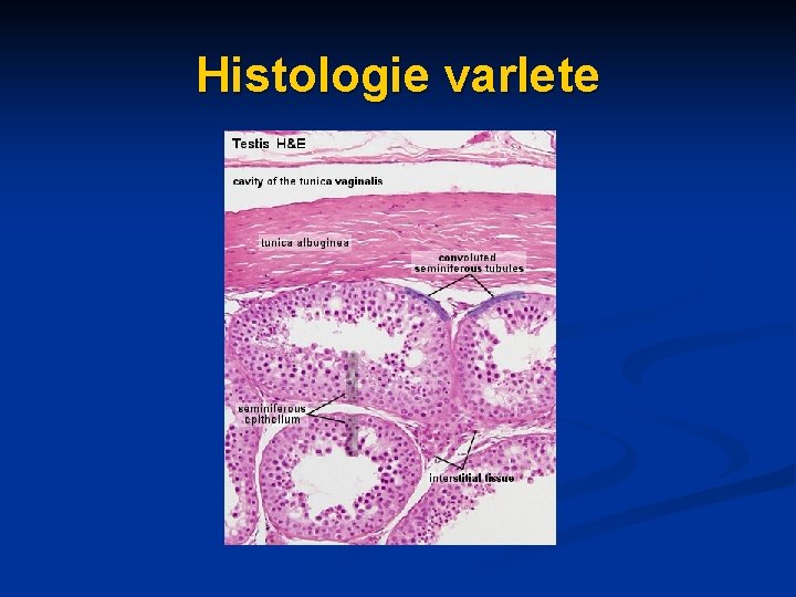 Histologie varlete 