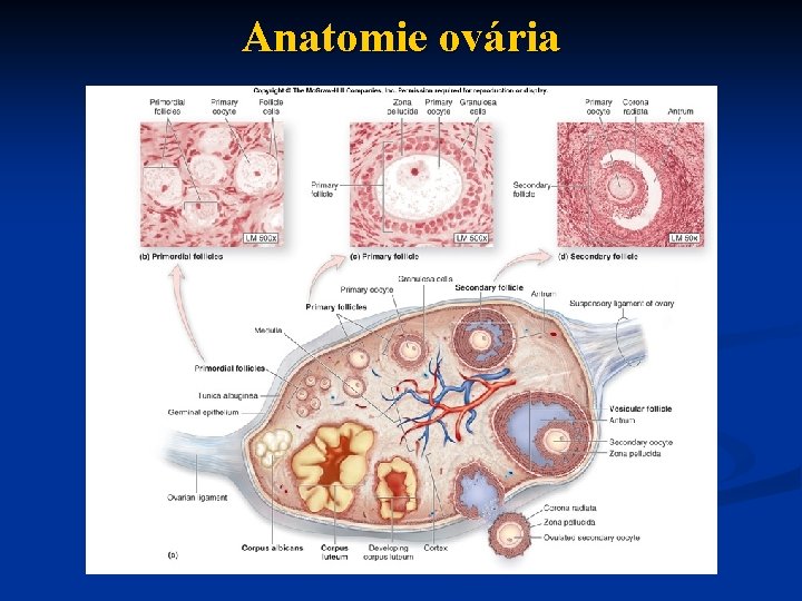 Anatomie ovária 