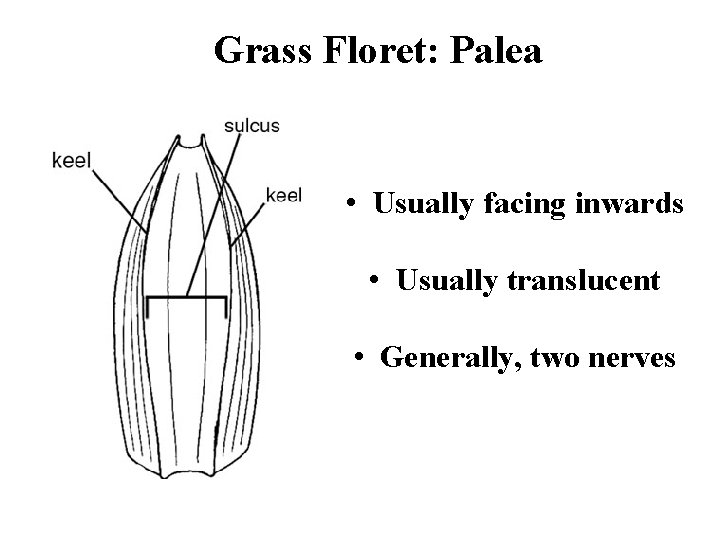 Grass Floret: Palea • Usually facing inwards • Usually translucent • Generally, two nerves