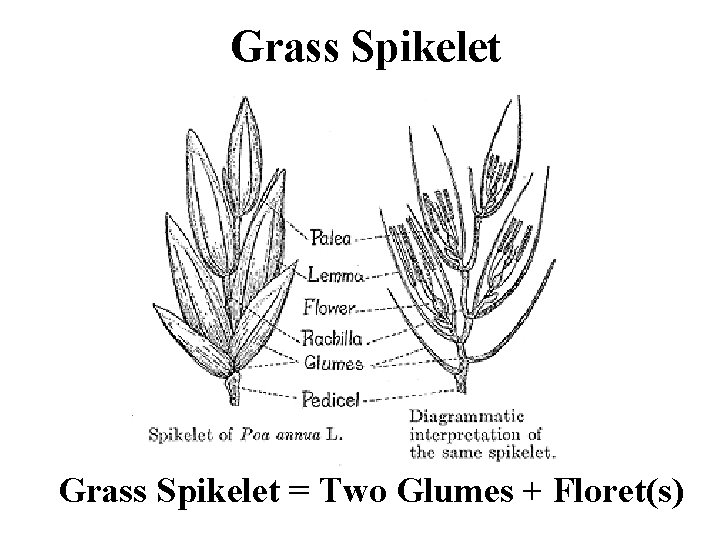 Grass Spikelet = Two Glumes + Floret(s) 