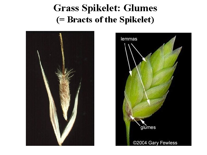 Grass Spikelet: Glumes (= Bracts of the Spikelet) 