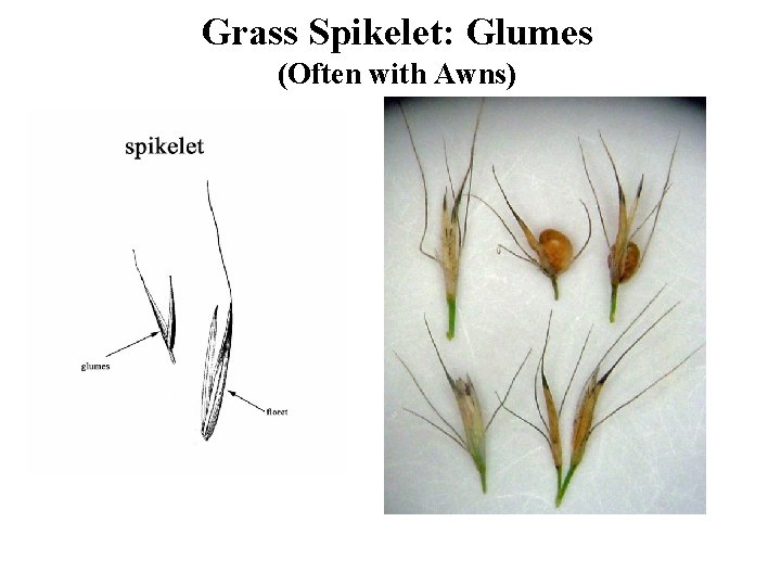 Grass Spikelet: Glumes (Often with Awns) 