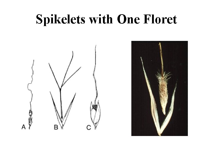 Spikelets with One Floret 
