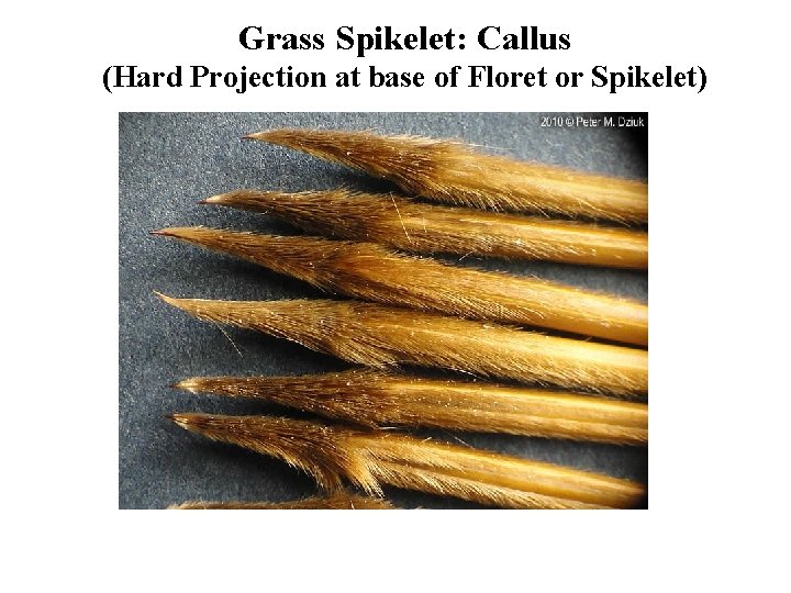 Grass Spikelet: Callus (Hard Projection at base of Floret or Spikelet) 