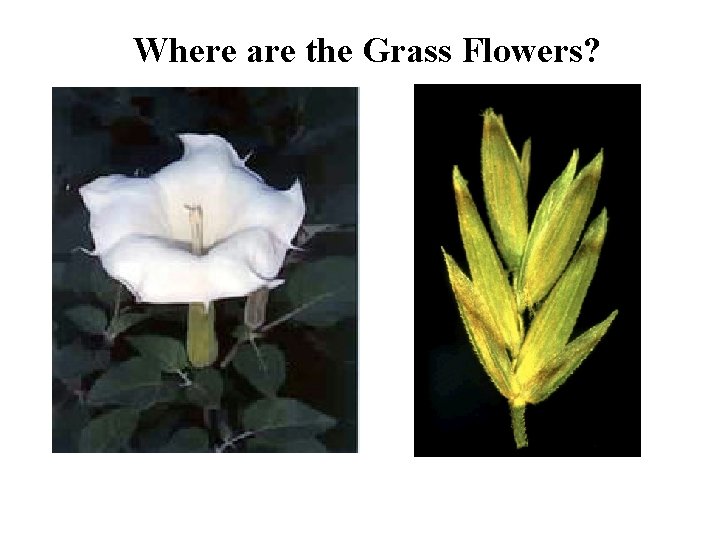 Where are the Grass Flowers? 