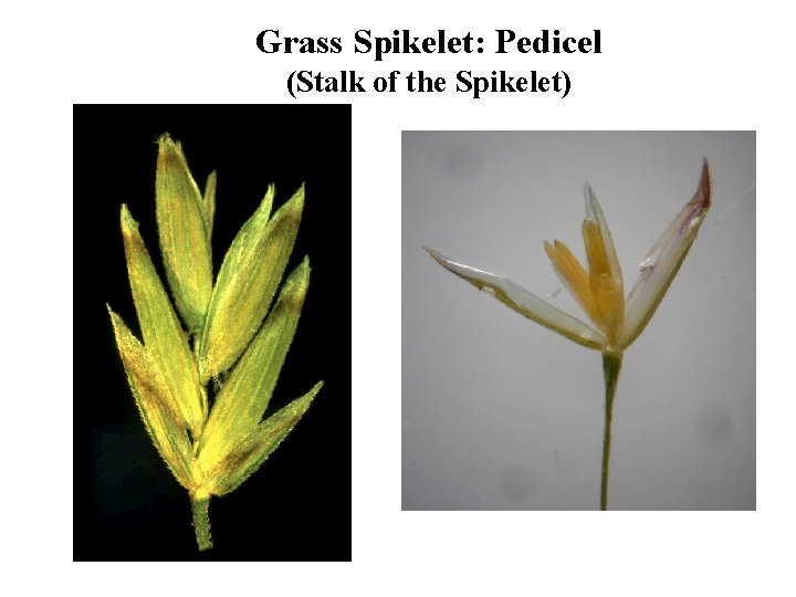 Grass Spikelet: Pedicel (Stalk of the Spikelet) 