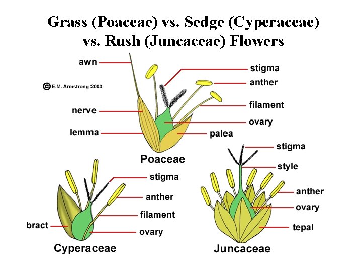 Grass (Poaceae) vs. Sedge (Cyperaceae) vs. Rush (Juncaceae) Flowers 
