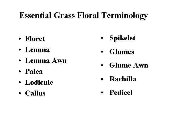 Essential Grass Floral Terminology • • • Floret Lemma Awn Palea Lodicule Callus •