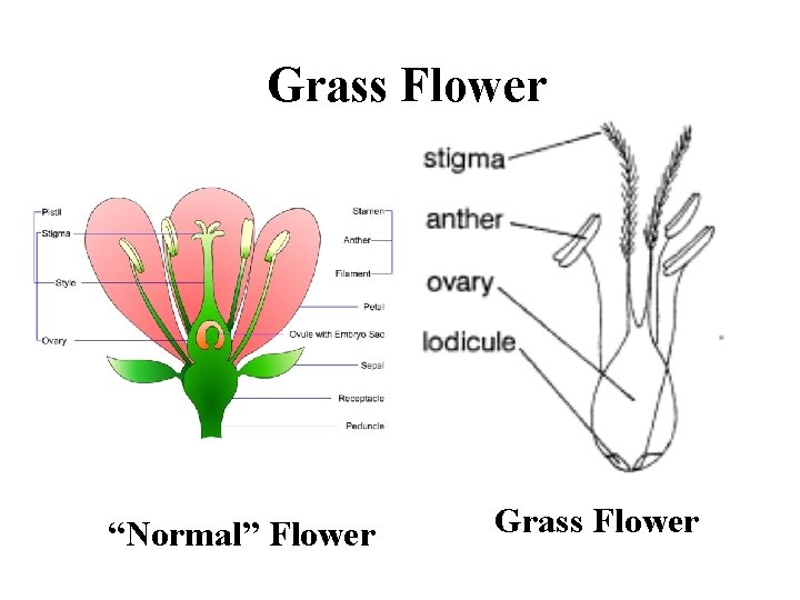 Grass Flower “Normal” Flower Grass Flower 
