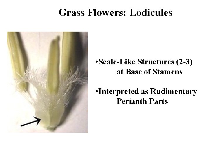 Grass Flowers: Lodicules • Scale-Like Structures (2 -3) at Base of Stamens • Interpreted