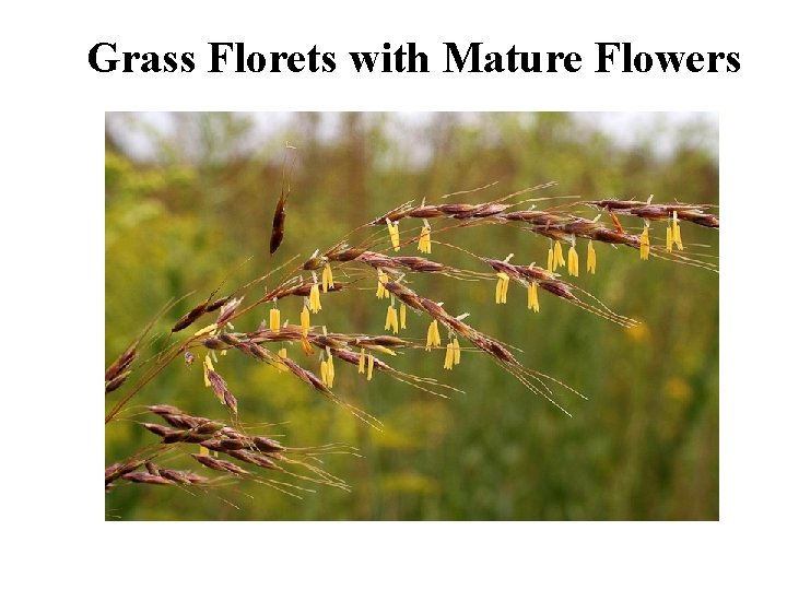 Grass Florets with Mature Flowers 