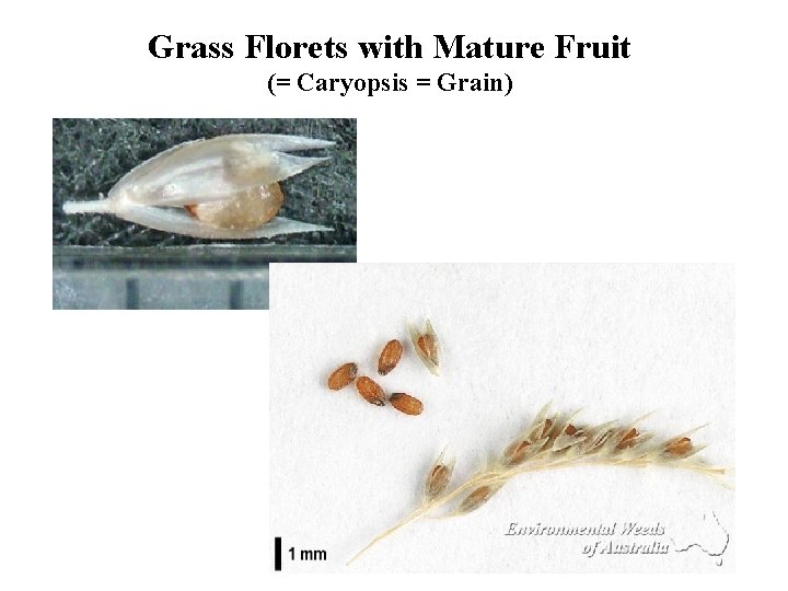 Grass Florets with Mature Fruit (= Caryopsis = Grain) 