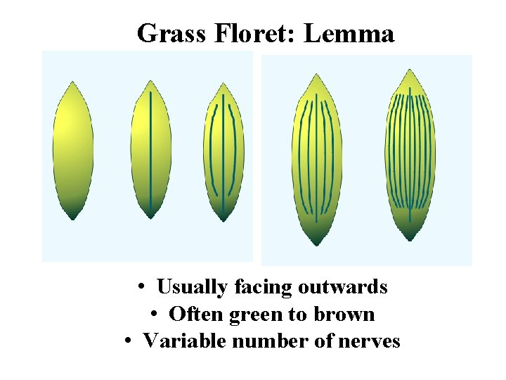 Grass Floret: Lemma • Usually facing outwards • Often green to brown • Variable