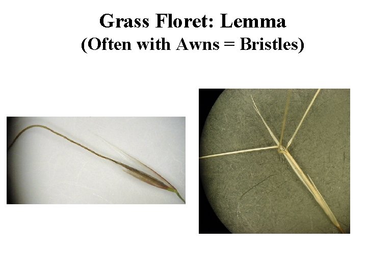 Grass Floret: Lemma (Often with Awns = Bristles) 