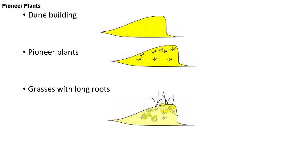 Pioneer Plants • Dune building • Pioneer plants • Grasses with long roots 