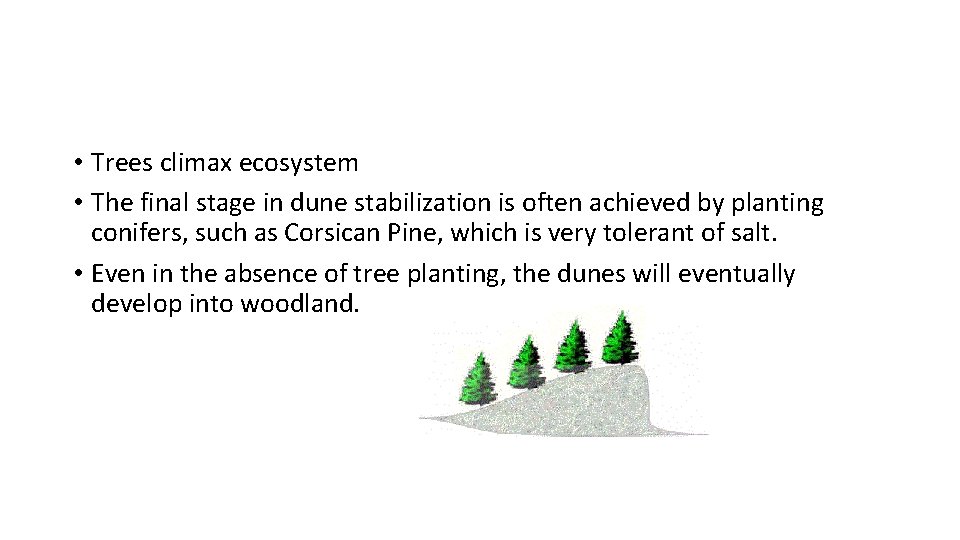  • Trees climax ecosystem • The final stage in dune stabilization is often